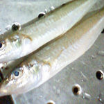 金沢八景 荒川屋 シロギス船で船釣り初体験!