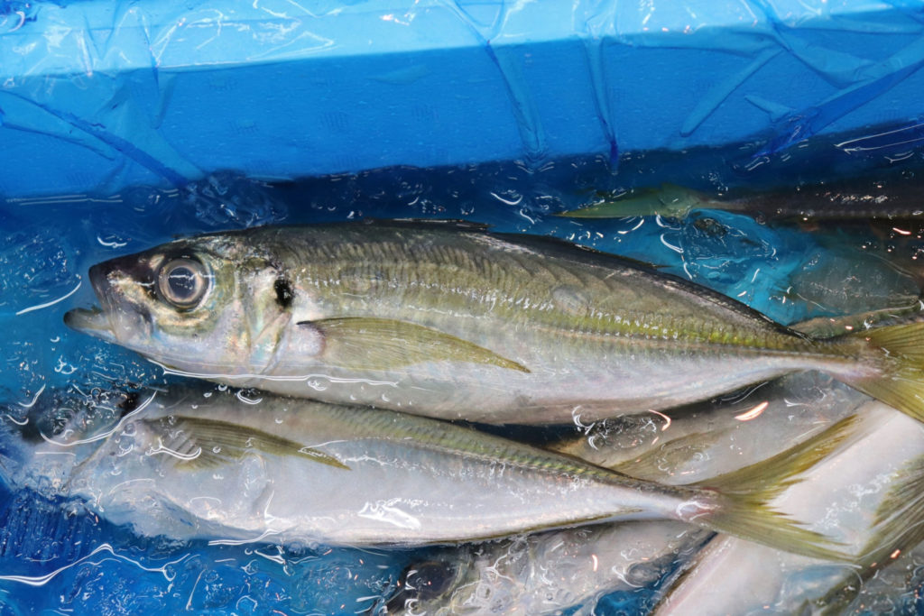 川崎 つり幸 午後LTアジ船でまさかの……。
