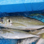 川崎 つり幸 午後LTアジ船でまさかの……。