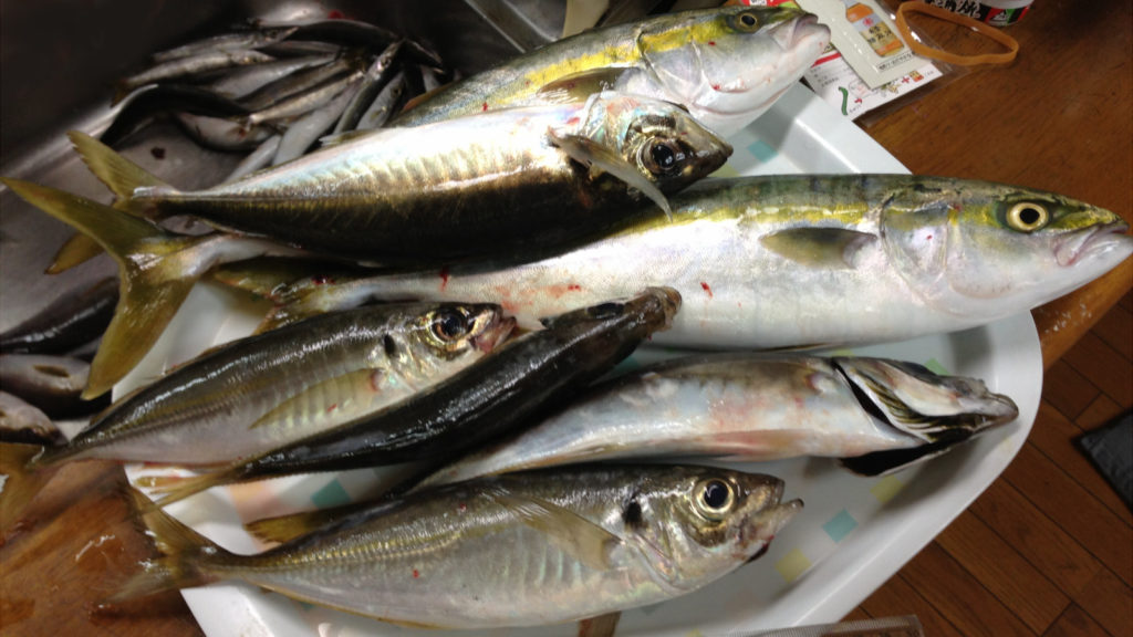 茅ヶ崎 まごうの丸 LT五目船で青物・カマス大漁！