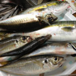 茅ヶ崎 まごうの丸 LT五目船で青物・カマス大漁!