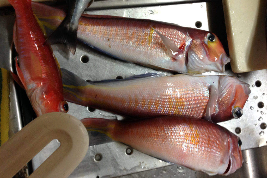 腰越 秋田屋 タイ五目船で高級魚狙い！