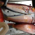 腰越 秋田屋 タイ五目船で高級魚狙い!