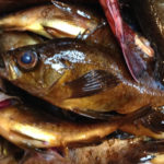 芝崎 五エム丸 イワシメバル船で良型が大漁!!