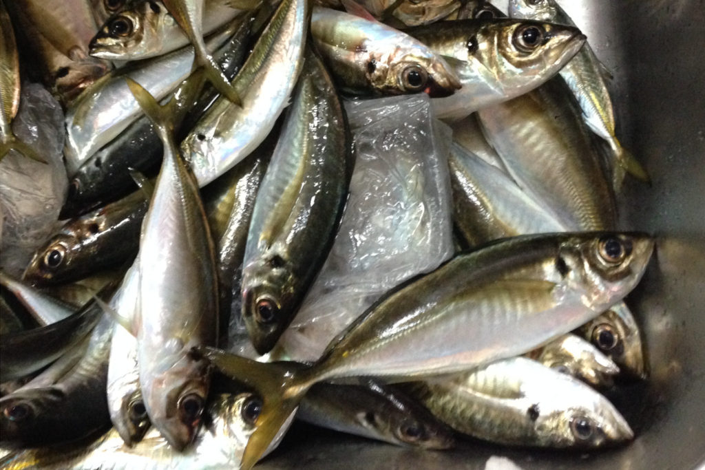 金沢八景 黒川丸 LTアジ船で猿島沖の良型金アジ！