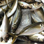 金沢八景 黒川丸 LTアジ船で猿島沖の良型金アジ!