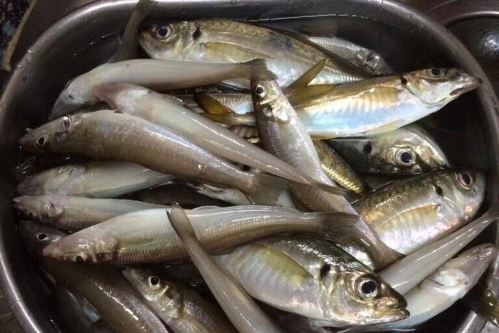 金沢八景 あい川丸でアジ・シロギスのリレー船！