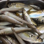 金沢八景 あい川丸でアジ・シロギスのリレー船!