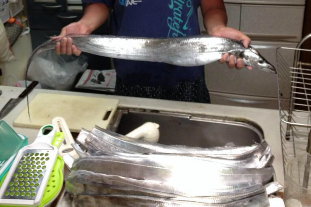 鴨居 一郎丸でタチウオ・大アジのリレー船！