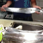 鴨居 一郎丸でタチウオ・大アジのリレー船!