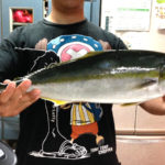 久里浜 ムツ六釣船店 ワラサ船に挑戦するも……。