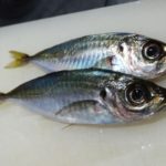 金沢八景 荒川屋 LTアジ船でまさかの撃沈……。