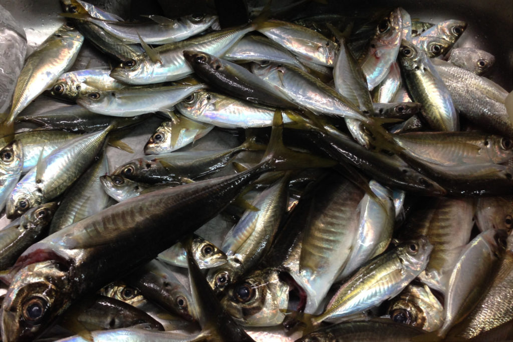 金沢八景 米元釣船店 LTアジ船で爆釣＋α！！