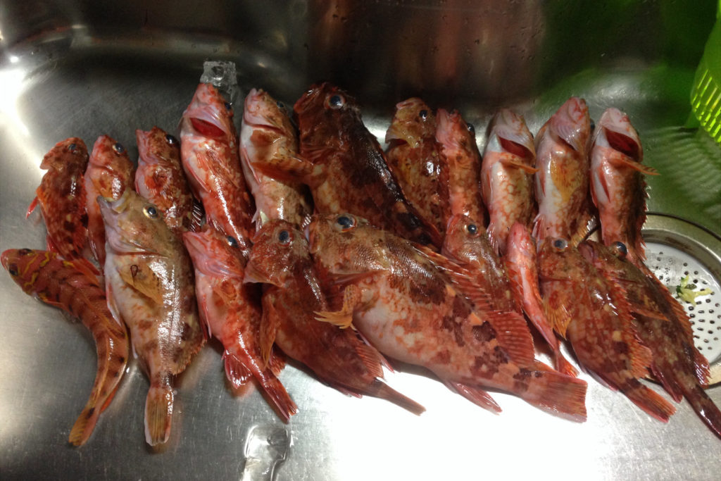 久比里 巳之助丸で狙うドジョウカサゴ！