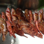 久比里 巳之助丸で狙うドジョウカサゴ!