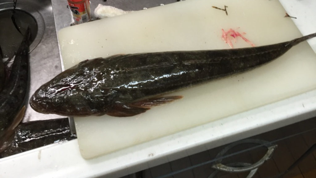 金沢八景 一之瀬丸で美味しいマゴチを狙う！