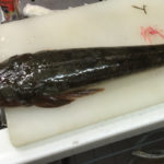 金沢八景 一之瀬丸で美味しいマゴチを狙う!