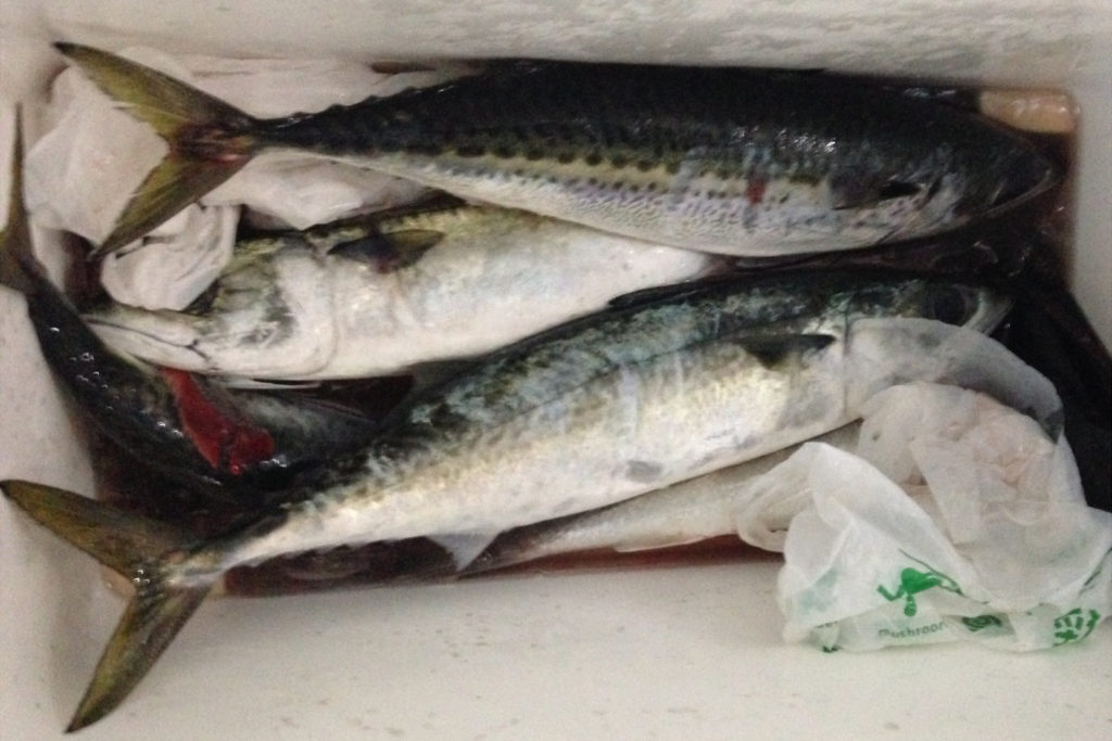 久比里 巳之助丸で中アジ・大サバ入れ食い！！