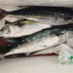 久比里 巳之助丸で中アジ・大サバ入れ食い!!