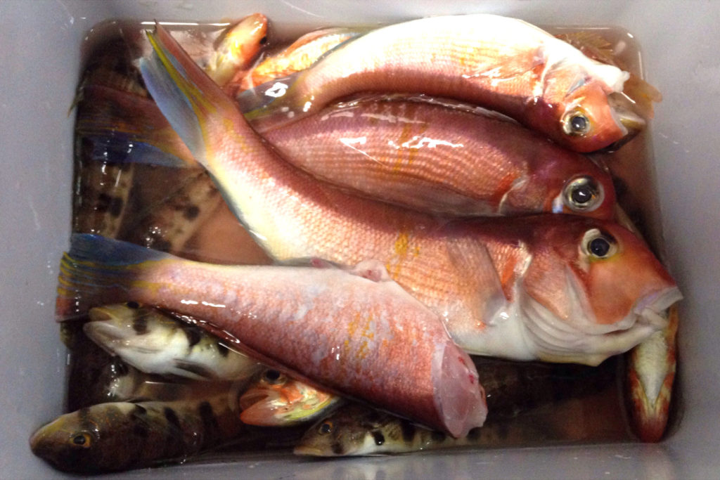 久比里 巳之助丸 夏のアマダイ狙いで竿頭！！