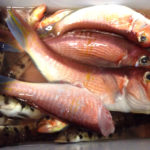 久比里 巳之助丸 夏のアマダイ狙いで竿頭！！