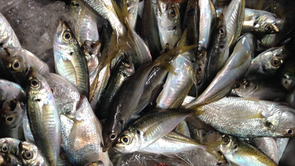 金沢八景 仁丸 LTアジ船で大漁！！