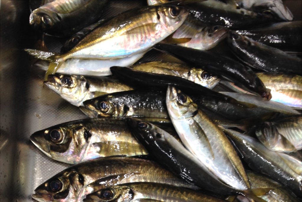 久比里 巳之助丸 ビシアジ船で大アジ大漁！！