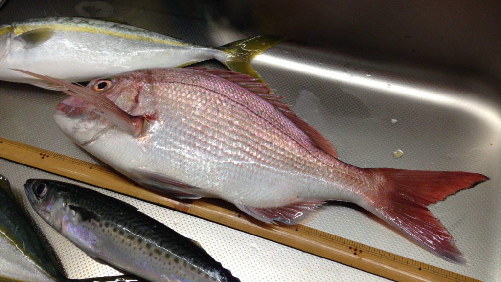 芝崎 五エム丸 マダイ船でキロ級マダイゲット！