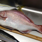 芝崎 五エム丸 マダイ船でキロ級マダイゲット！