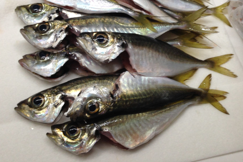 金沢八景 仁丸 LTアジ船で入れ食い！！