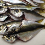 金沢八景 仁丸 LTアジ船で入れ食い！！