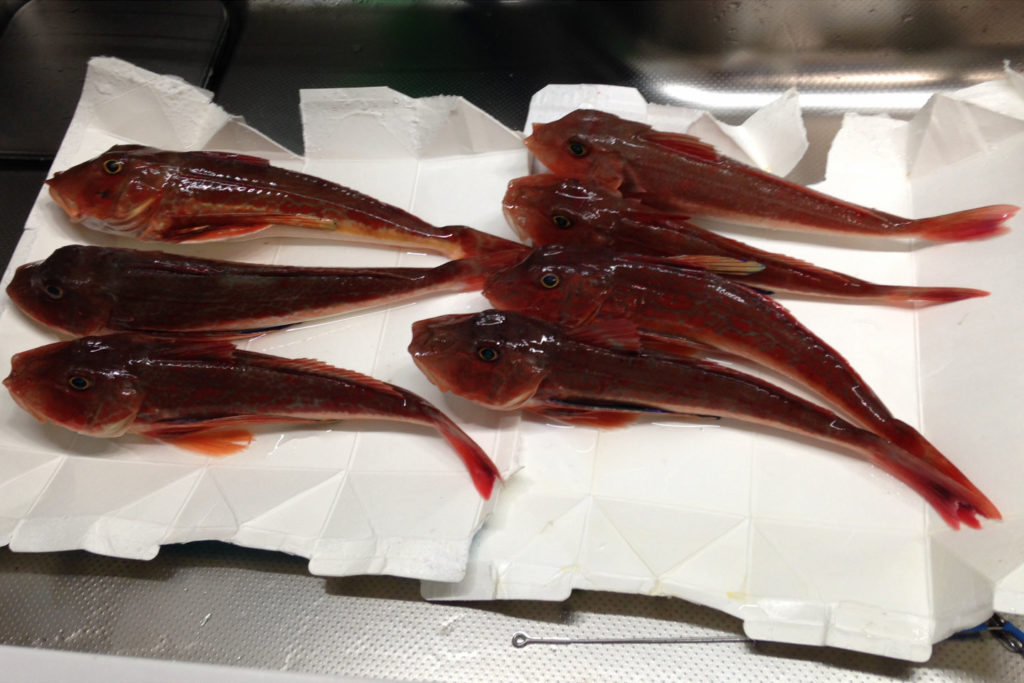 平塚 庄三郎丸 ホウボウ船で激渋の中なんとか7匹！