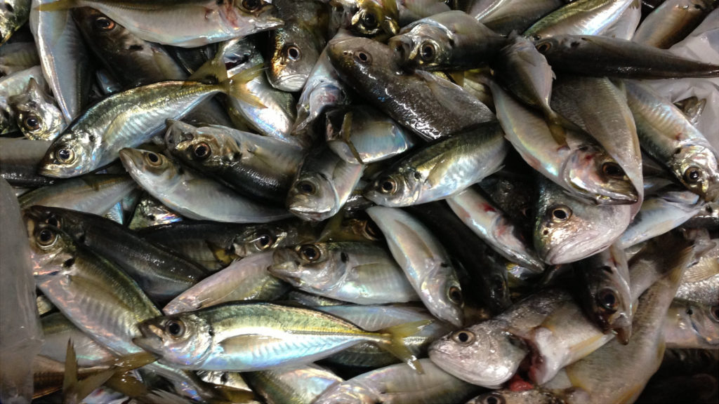 金沢八景 黒川丸 LTアジ仕立船で大爆釣！！