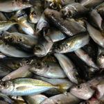 金沢八景 黒川丸 LTアジ仕立船で大爆釣!!