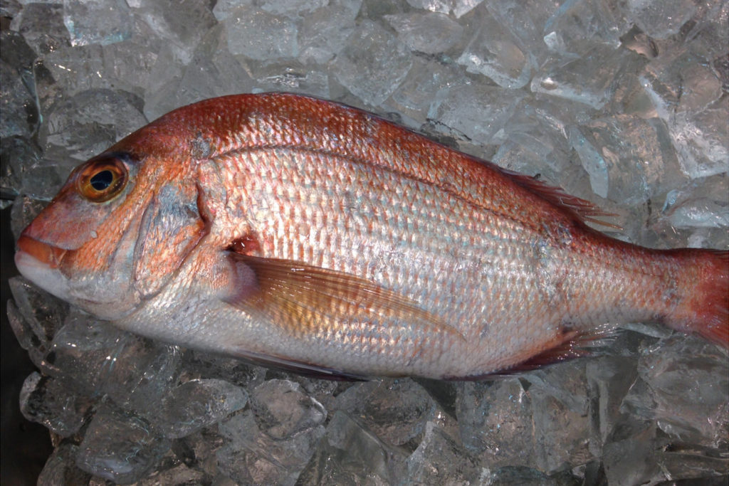 調子に乗って絶好調のマダイに挑むも……。