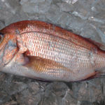 調子に乗って絶好調のマダイに挑むも……。