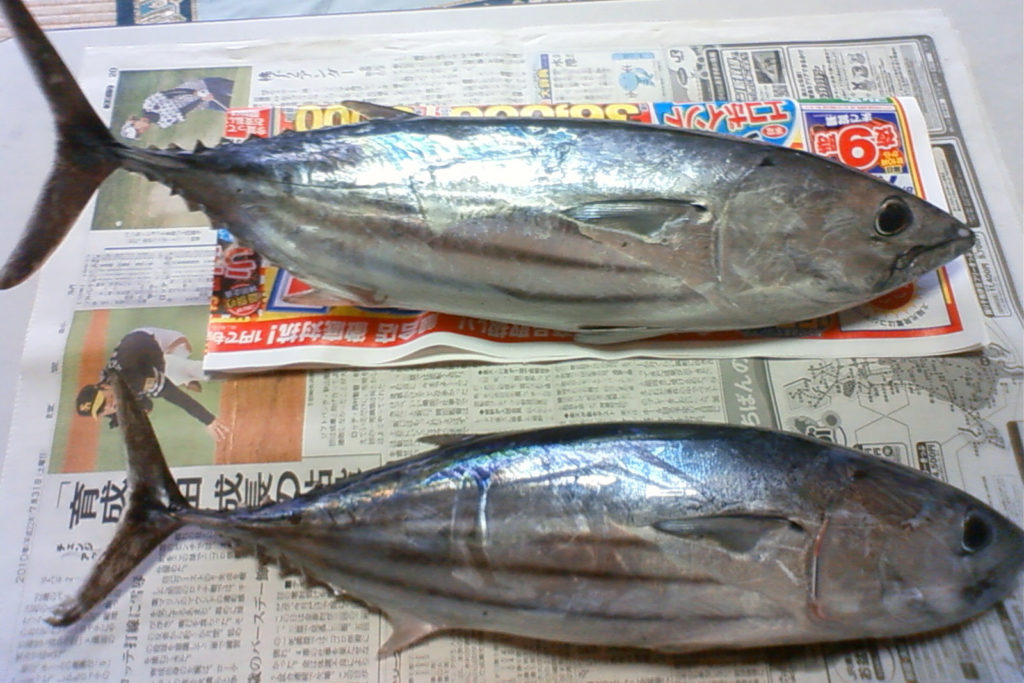 西伊豆 戸田湾 たか丸の係留船での釣りを攻略