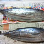 西伊豆 戸田湾 たか丸の係留船での釣りを攻略