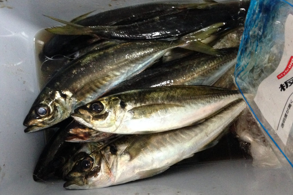 久里浜 ムツ六釣船店 LTウィリー五目船で大漁！！