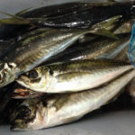 久里浜 ムツ六釣船店 LTウィリー五目船で大漁!!