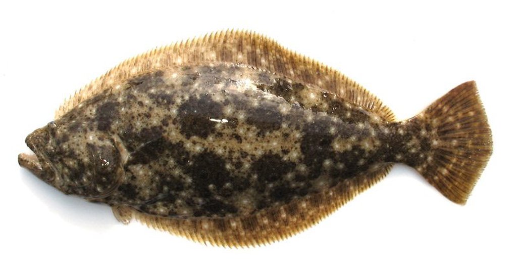 ヒラメ(WEB魚図鑑より引用)