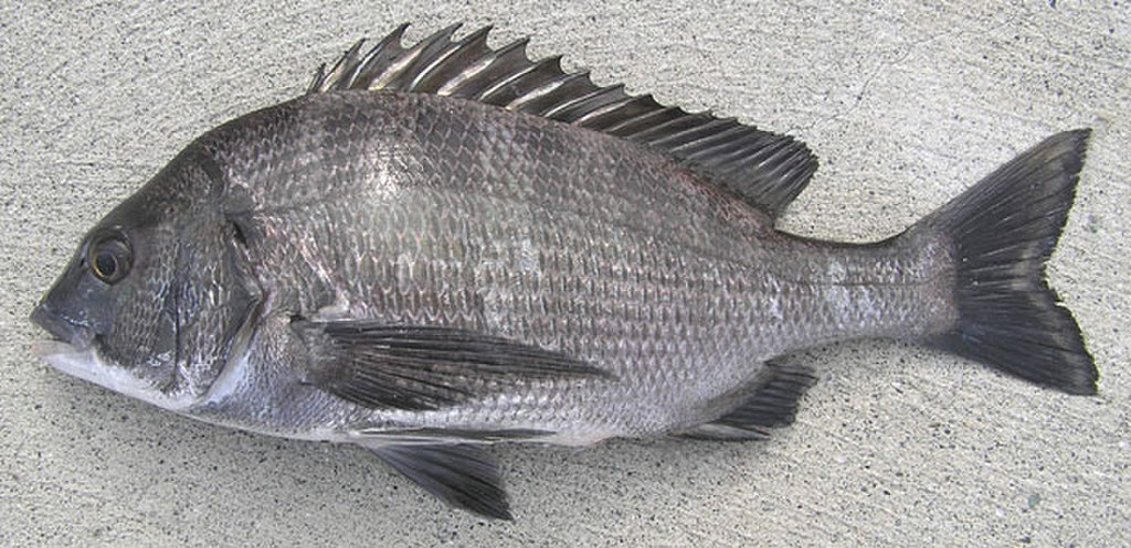 クロダイ(WEB魚図鑑より引用)