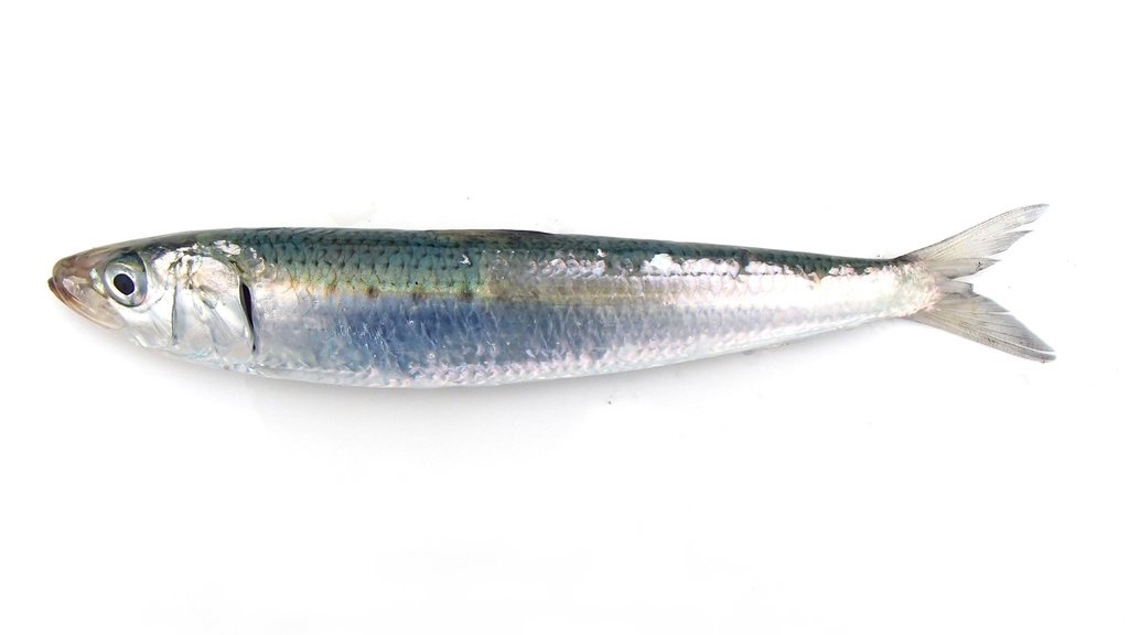 マイワシ(WEB魚図鑑より引用)