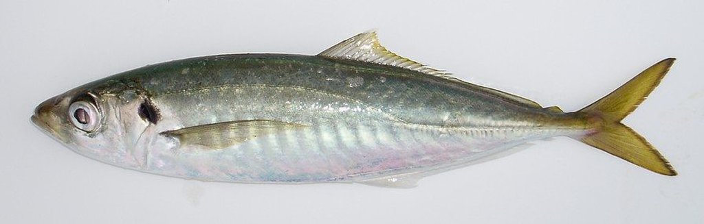 マルアジ(WEB魚図鑑より引用)