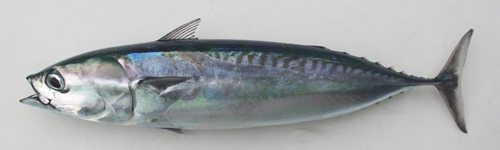 マルソウダ(WEB魚図鑑より引用)