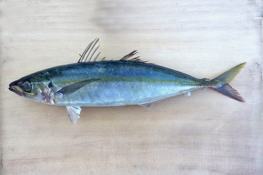 ムロアジ(WEB魚図鑑より引用)