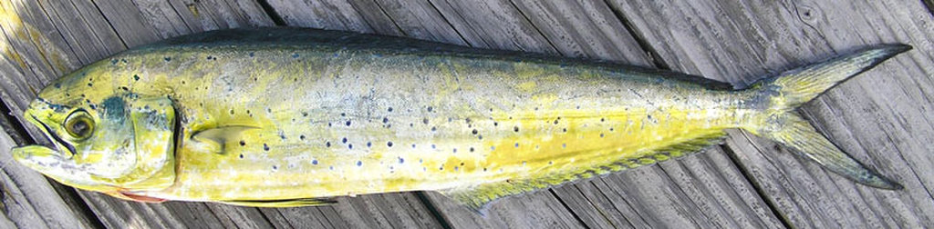 シイラ(WEB魚図鑑より引用)