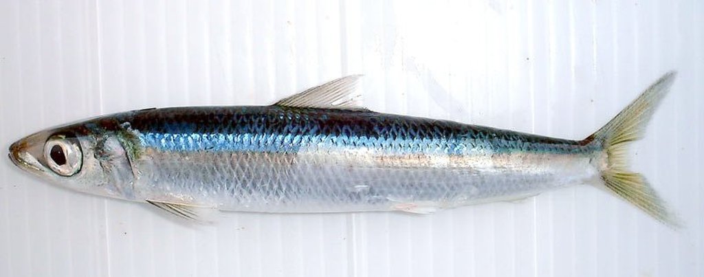 ウルメイワシ(WEB魚図鑑より引用)