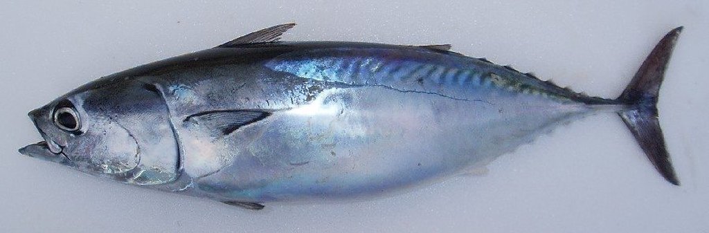 ヒラソウダ(WEB魚図鑑より引用)