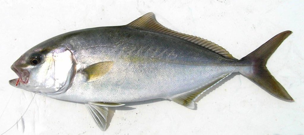 カンパチ(WEB魚図鑑より引用)